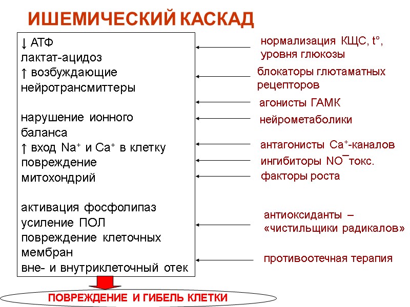 ИШЕМИЧЕСКИЙ КАСКАД ↓ АТФ лактат-ацидоз ↑ возбуждающие нейротрансмиттеры  нарушение ионного  баланса ↑